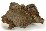 Fossil Hadrosaur Vertebral Arch Section - Wyoming #316894-1
